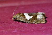 Epiblema foenella