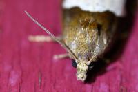 Epiblema foenella