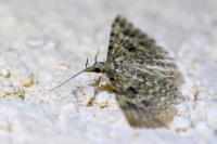 Alucita hexadactyla