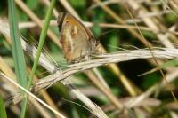 Pyronia tithonus
