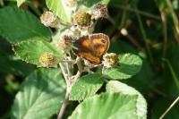 Pyronia tithonus