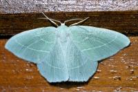 Hemistola chrysoprasaria
