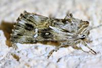 Calophasia lunula
