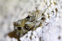 Calophasia lunula