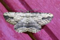 Menophra abruptaria