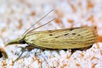 Ematheudes punctella