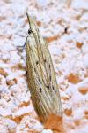 Ematheudes punctella