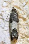 Spilonota ocellana