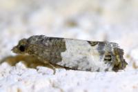 Spilonota ocellana