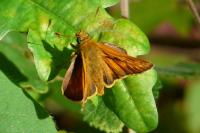 Thymelicus lineola