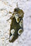 Thyatira batis