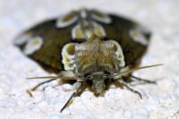 Thyatira batis