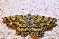 Ematurga atomaria