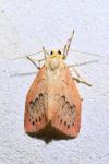 Miltochrista miniata