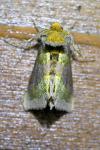 Diachrysia chrysitis