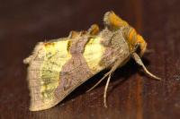 Diachrysia chrysitis