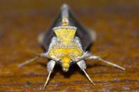 Diachrysia chrysitis