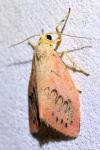 Miltochrista miniata