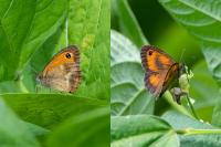 Pyronia tithonus