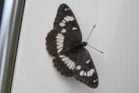 Limenitis camilla