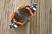 Vanessa atalanta