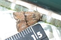 Mesoligia furuncula