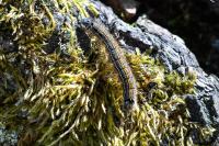 Malacosoma neustria