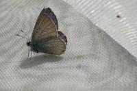Cupido alcetas