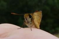 Thymelicus sylvestris