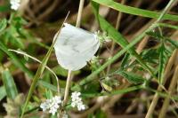 Leptidea sinapis