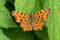 Polygonia c-album
