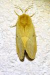 Lasiocampa quercus
