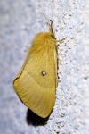 Lasiocampa quercus
