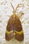 Lasiocampa quercus