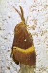 Lasiocampa quercus