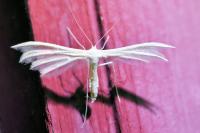 Pterophorus pentadactylus