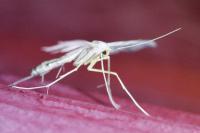Pterophorus pentadactylus
