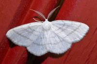 Cabera pusaria