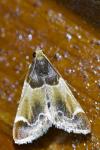 Pyralis farinalis