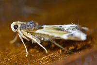 Pyralis farinalis