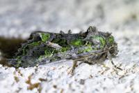 Trachea atriplicis