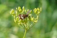 Araschnia levana