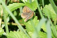 Lycaena tityrus