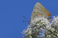 Thecla betulae