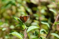 Lycaena phlaeas