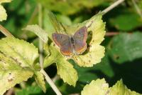 Aricia agestis