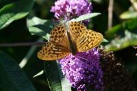 Argynnis paphia