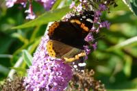 Vanessa atalanta