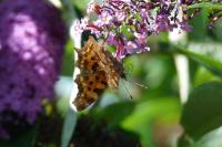 Polygonia c-album