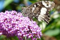 Brintesia circe
